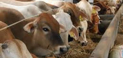 Idul Adha Tahun Ini, Sebanyak 273 ASN Bengkalis Ikut Berkurban